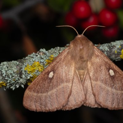Lasiocampa trifolii (bourovec jetelový), PP Na cvičišti