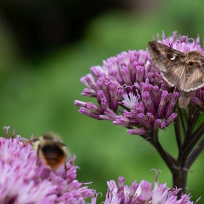 Autographa gamma (kovolesklec gama), SK, pod Popradským plesem, Tatry
