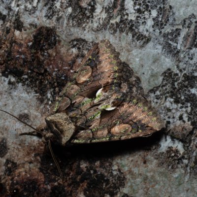 Allophyes oxyacanthae (pestroskvrnka hlohová), Hády - odkaliště