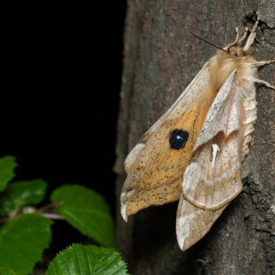 Aglia tau (martináč bukový), Podkomorské lesy, Kopeček
