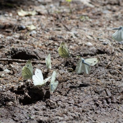 Pieris napi (bělásek řepkový), SK, Štôla