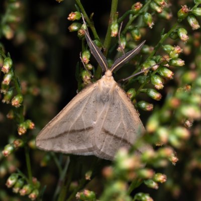 Aspitates gilvaria (-), NPP Váté písky