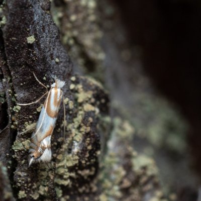 Phyllonorycter roboris (klíněnka dubová), Žebětín