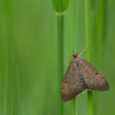 Anania terrealis (-), Obřany