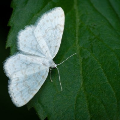 Asthena albulata (píďalka trnková), Podkomorské lesy, Kopeček