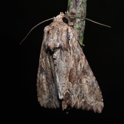 Apamea syriaca (šedavka syrská), PR Svatý kopeček