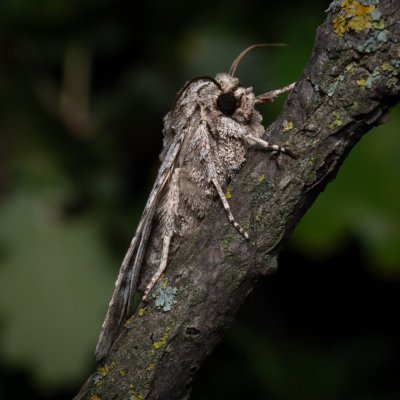 Meganephria bimaculosa (pestroskvrnka dvouskvrnná), PP Milovická stráň