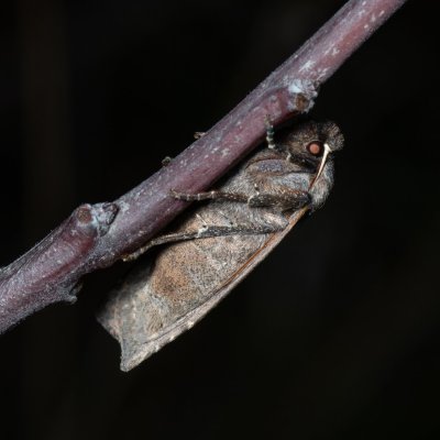 Conistra ligula (zimovnice hlohová), PR Kamenný vrch