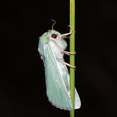 Calamia tridens (travařka zelená), PR Kamenný vrch