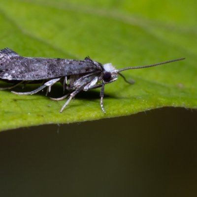 Paraswammerdamia nebulella (-), PP Na cvičišti