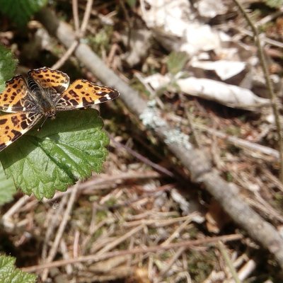 Araschnia levana (babočka síťkovaná), Jimramov