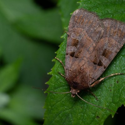 Xestia rhomboidea (osenice hluchavková), PP Augšperský potok