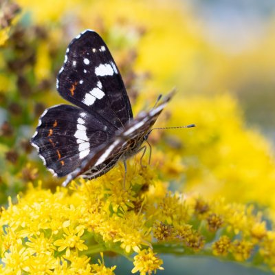 Araschnia levana (babočka síťkovaná), PP Bobrava