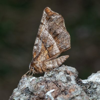 Selenia dentaria (zejkovec řešetlákový), Lysá hora u Ochozu