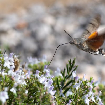 Macroglossum stellatarum (dlouhozobka svízelová), HR, Cesarica