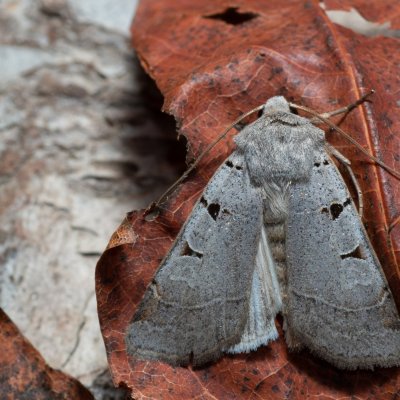 Eugnorisma glareosa (osenice skvrnkatá), Kývalka
