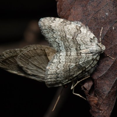 Epirrita sp., Žebětín