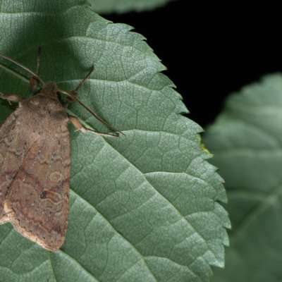 Agrochola laevis (polnice šťovíková), Žebětín