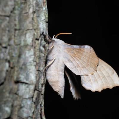 Laothoe populi (lišaj topolový), Augšperský potok