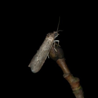 Tortricodes alternella (obaleč předjarní), Žebětín