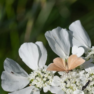 Minoa murinata (šedokřídlec pryšcový), HR, Jablanac
