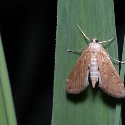 Parapoynx stratiotata (vílenka řezanová), Hrabětice