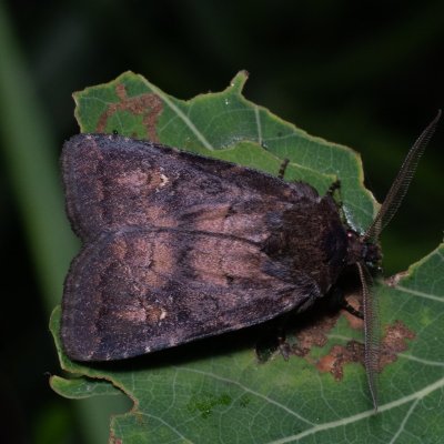 Charanyca ferruginea (blýskavka opencová), Kývalka