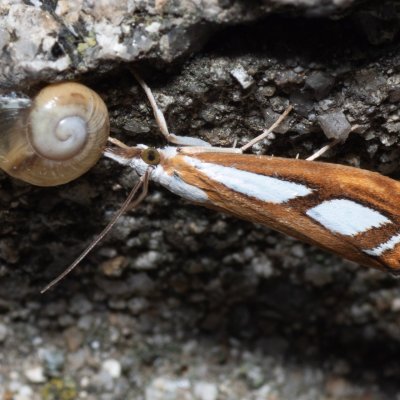 Catoptria permutatella (travařík stříbroskvrnný), SK, Štôla