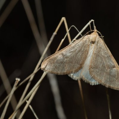 Alsophila aceraria (hedvábnice podzimní), Kamenný vrch