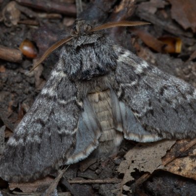 Drymonia ruficornis (hřbetozubec dubový), Žebětín