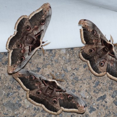 Saturnia pyri (martináč hrušňový), Hády