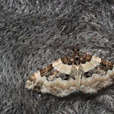 Protorhoe unicata (-), GR, Sokraki, Korfu