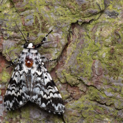 Panthea coenobita (běloskvrnka smrková), NPP Jeskyně Pekárna