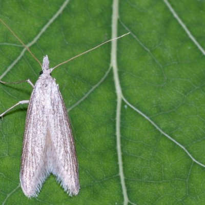 Pterolonche inspersa (-), Hády - lesní lom