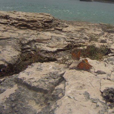 Lasiommata megera (okáč zední), HR, Vinogradišće