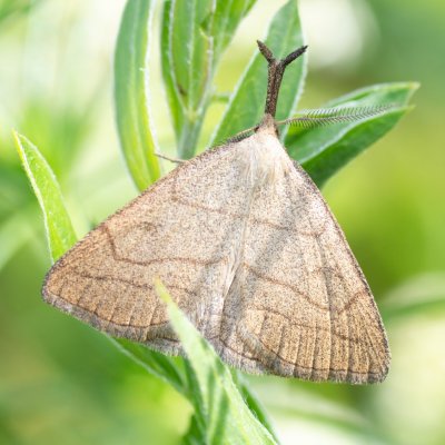 Polypogon tentacularia (žlutavka dlouhonosá), Kývalka