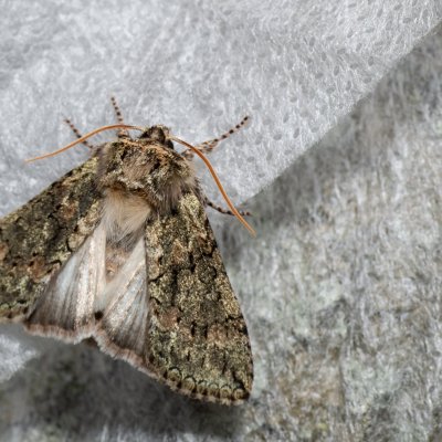 Polyploca ridens (můřice dubová), Žebětín