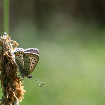 Lycaena tityrus (ohniváček černoskvrnný), PP Bobrava