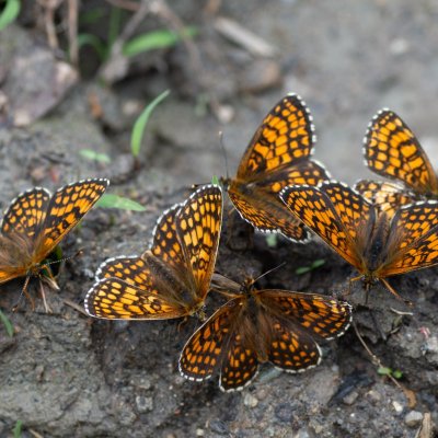 Melitaea athalia (hnědásek jitrocelový), NS Bučín