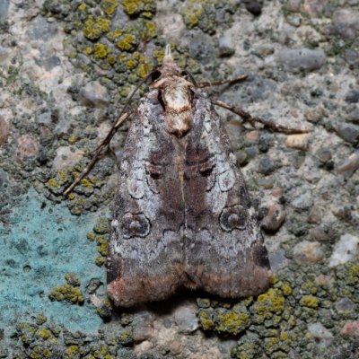 Epilecta linogrisea (osenice žlutošedá), Kývalka