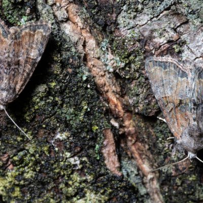 Mesoligia furuncula (šedavka dvoubarvá), Hrušovany u Brna
