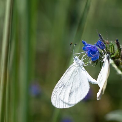 Leptidea juvernica/sinapis (bělásek luční/hrachorový), Kývalka