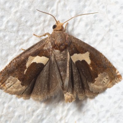 Epiblema foenella (obaleč skobovitý), PR Kamenný vrch