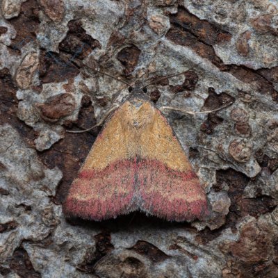 Phytometra viridaria (zobonosec zelenavý), PP Kamenný vrch u Kurdějova