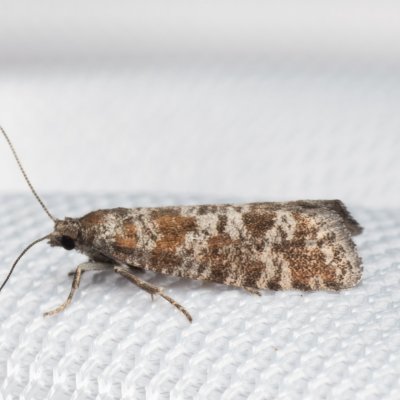 Rhyacionia pinivorana (-), Hády