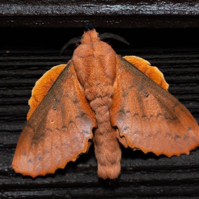 Gastropacha quercifolia (bourovec ovocný), SK, Štôla