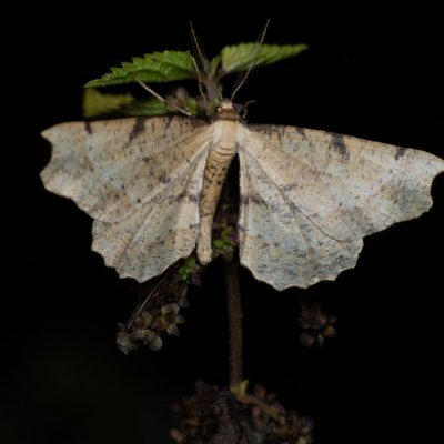 Artiora evonymaria (zejkovec brslenový), Popůvky