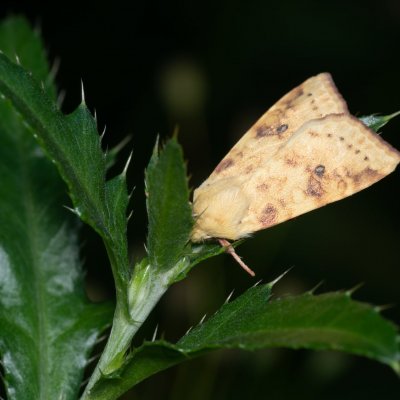 Xanthia icteritia (zlatokřídlec vrbový), SK, Vyšné Hágy, Tatry