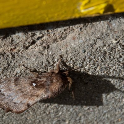 Dendrolimus pini (bourovec borový), SK, Tatranská Lesná, Tatry