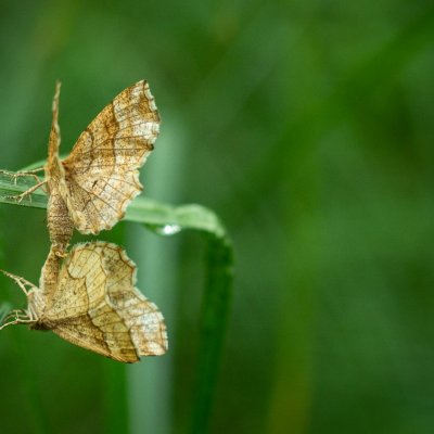 Cepphis advenaria (kropenatec borůvkový), Přírodní park Rakovecké údolí